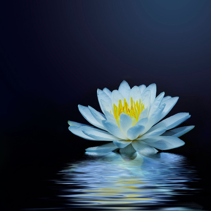 Стъклен панел за кухня, защита на печка, против пръски, безопасно стъкло 6мм, UV принт, Octopus, многоцветен принт, 600ммх600мм oct.123-60х60