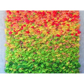 Fototapet AG Design FTS1337, Frunze multicolore 360 x 254 cm Fototapet AG Design FTS1337, Frunze multicolore 360 x 254 cm