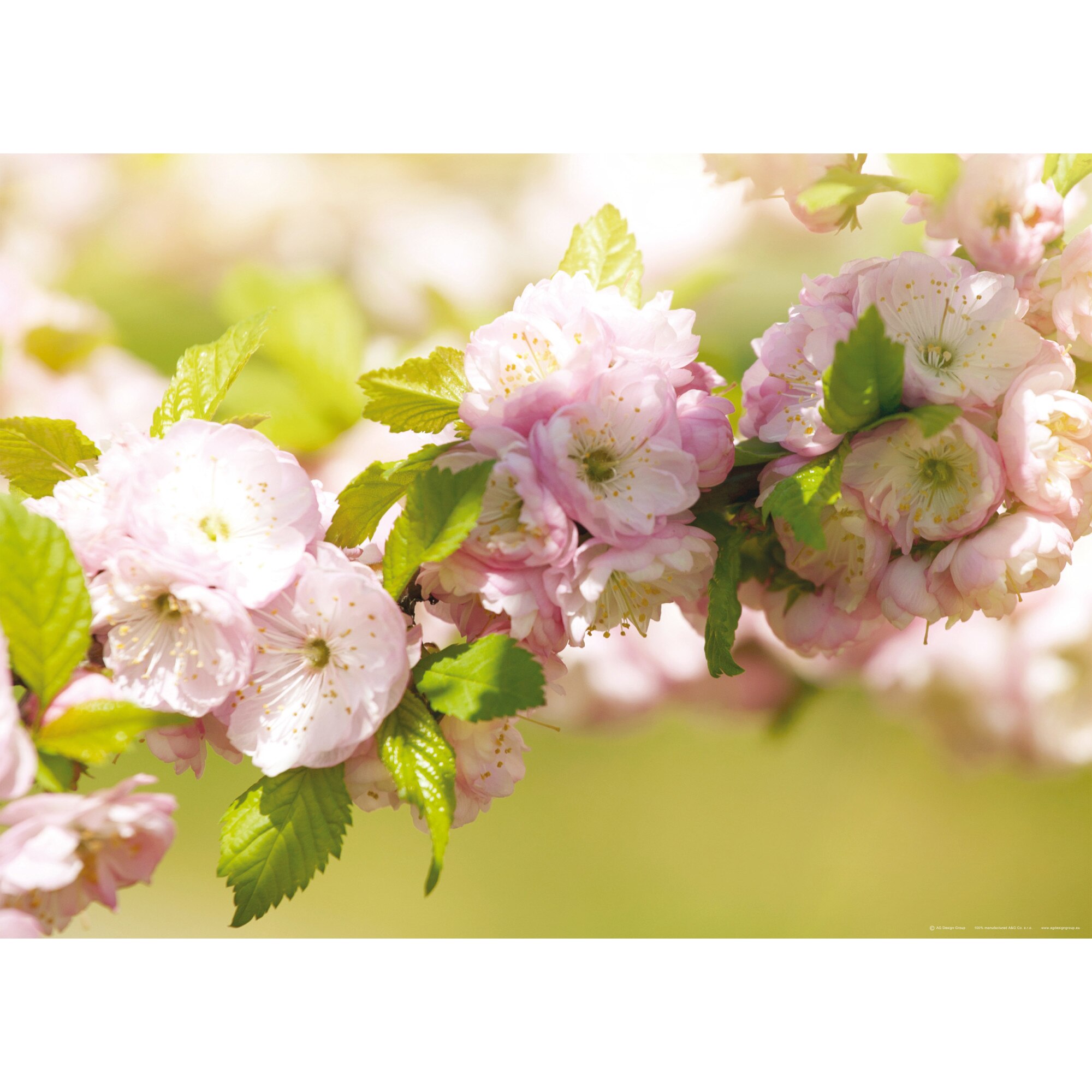 Fototapet AG Design FTM0487, Flori de primavara 160 x 115 cm