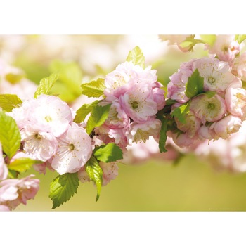 Fototapet AG Design FTM0487, Flori de primavara 160 x 115 cm Fototapet AG Design FTM0487, Flori de primavara 160 x 115 cm