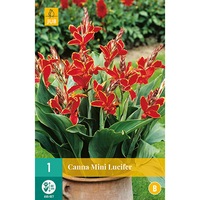 bulbi canna mini lucifer holland 1 buc imagen 8_0_
0