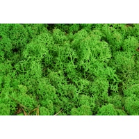 Licheni stabilizati ARTFLORA Green Apple cutie 500g