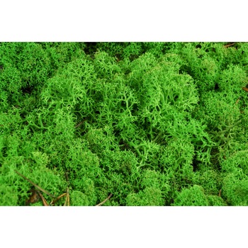 Licheni stabilizati ARTFLORA Green Apple cutie 500g Licheni stabilizati ARTFLORA Green Apple cutie 500g