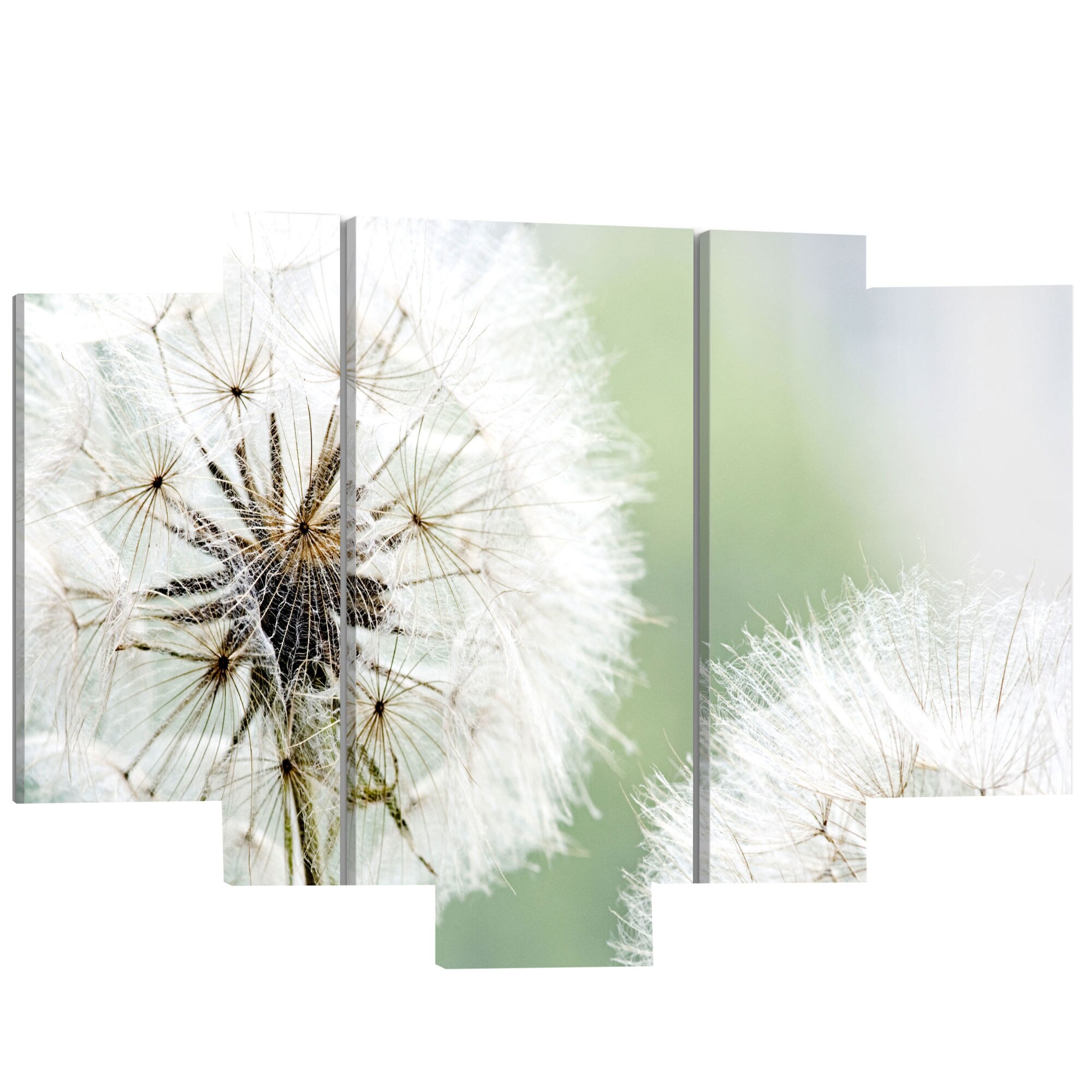 Imagine pe sticla ,5 piese, Papadia pufoasa , acrilica 120 x 80 cm