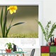 Rolete Art Shade tip Jaluzele cu Rulou si sistem inclus, Narcisa singuratica, Decoratiuni, Latime 65 cm x Inaltime 250 cm