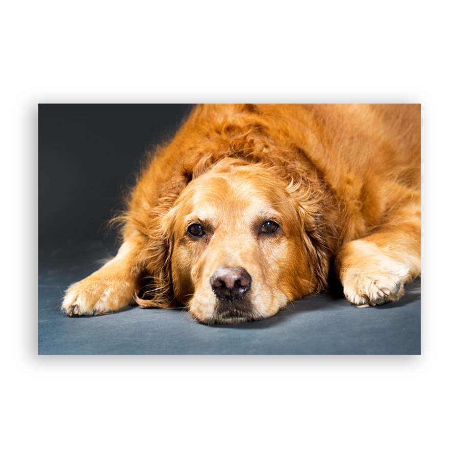 Tablou Canvas - Animal, Caine, Labrador, 40 x 60 cm