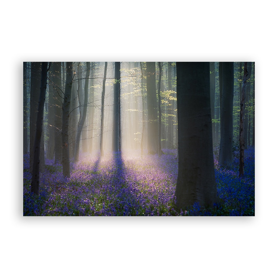 Tablou Canvas - Natura, Peisaj, Primavara, Padure, Flori, 20 x 30 cm