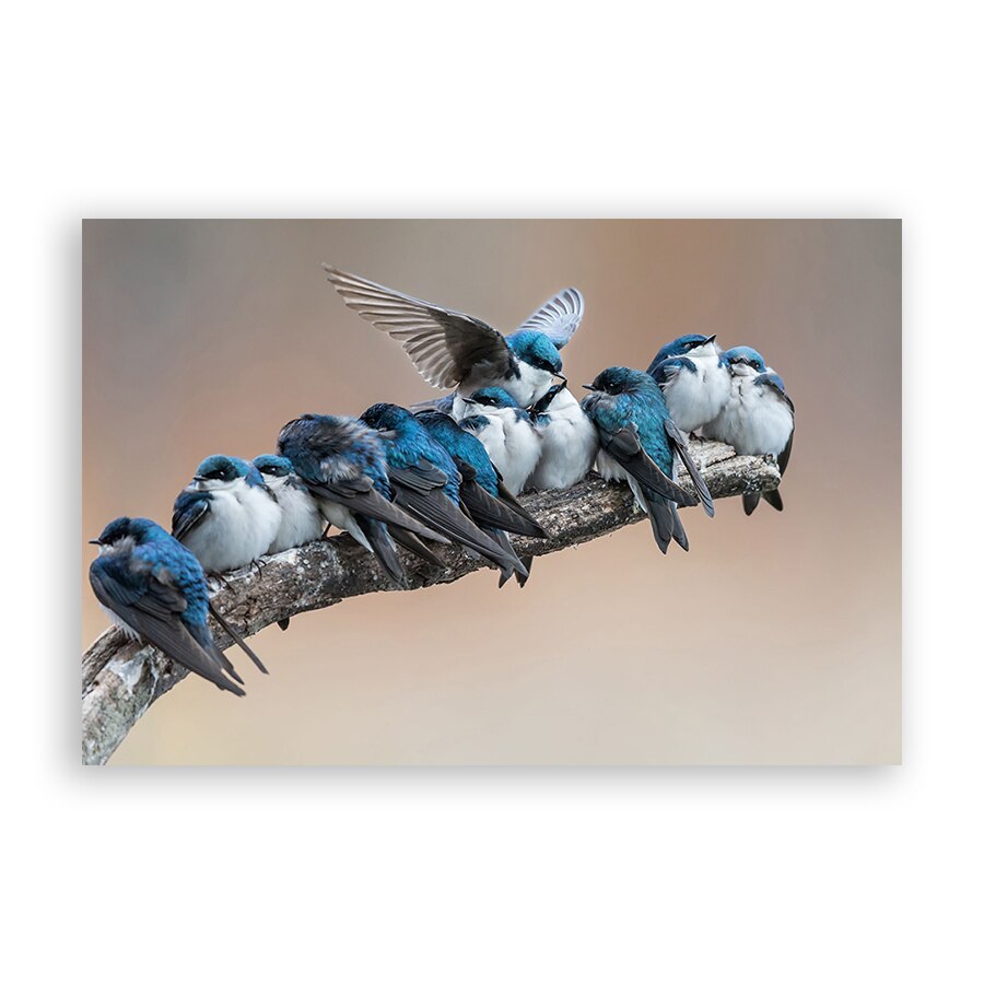 Tablou Canvas - Animal, Pasari, Creanga, Albastru, 20 x 30 cm