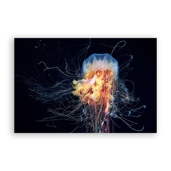 Tablou Canvas - Animal, Mare, Meduza, 20 x 30 cm Tablou Canvas - Animal, Mare, Meduza, 20 x 30 cm