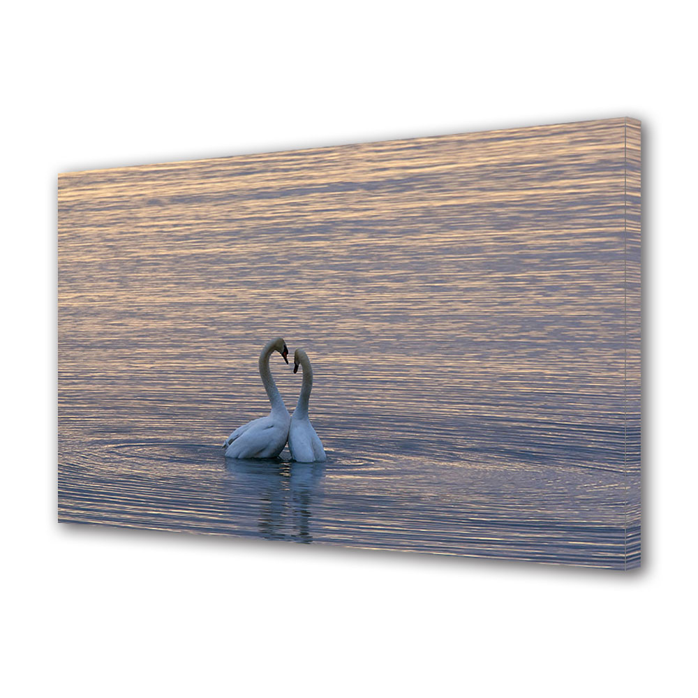 Tablou Canvas Luminos in intuneric VarioView LED, Vday, Lebede in apa, 30 x 45 cm