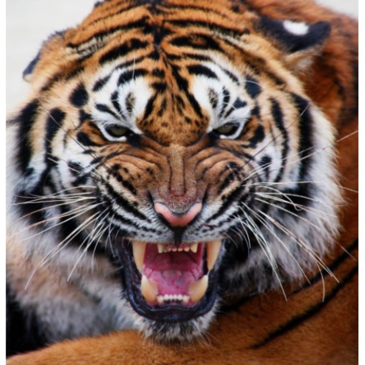 Poza canvas, Rama stretch, Tigru, 40x40cm