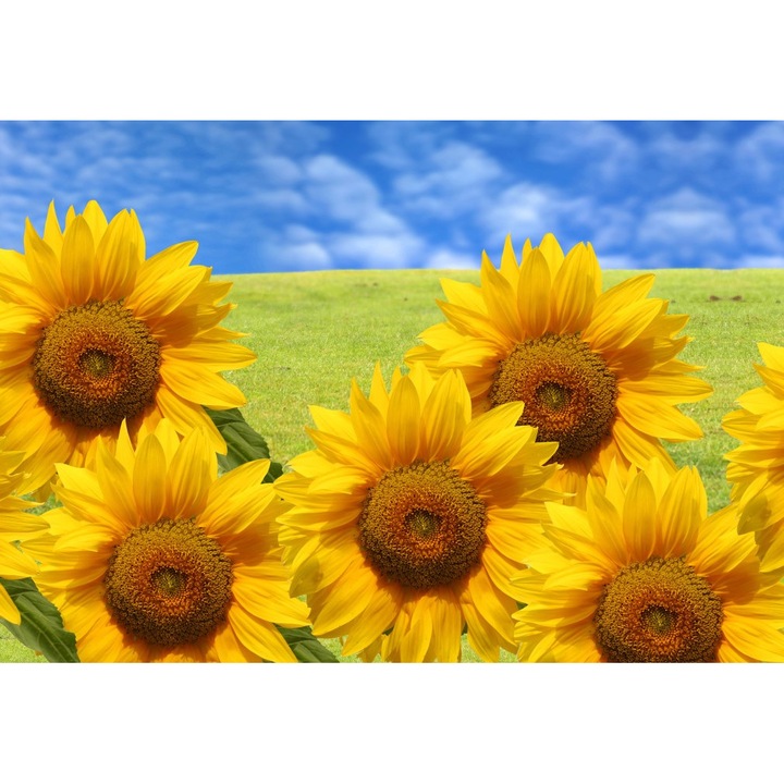 Poza panza, Rama extensibila, Floare, 60x100cm, Multicolor