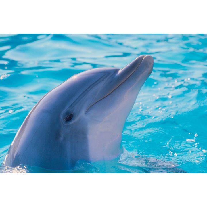 Poza panza delfin, Myletos, Rama din lemn, 40x60cm