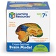 Мек анатомичен модел на мозък, Learning Resources, цветен