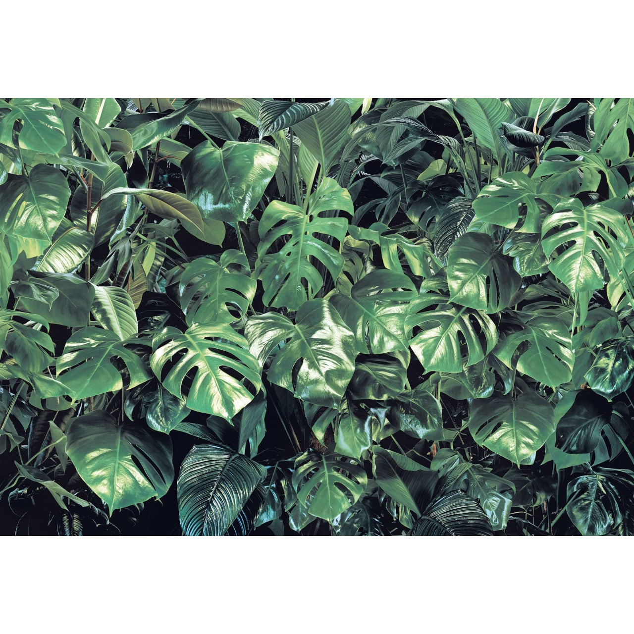 Fototapet tematic cu frunze, hartie, semilavabil 8-333 368cm X 254cm verde