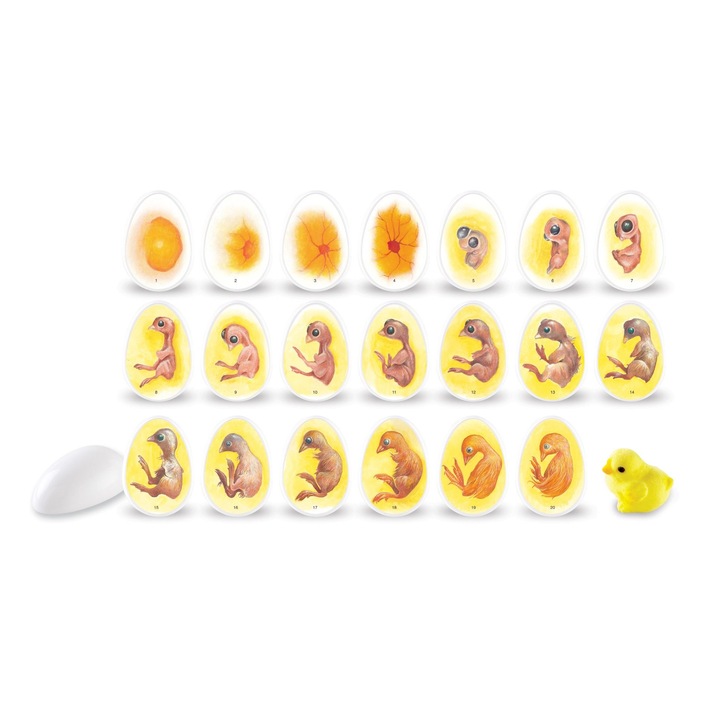 Joc educativ, LearningResources, Ciclul de viata al unui pui, 4+