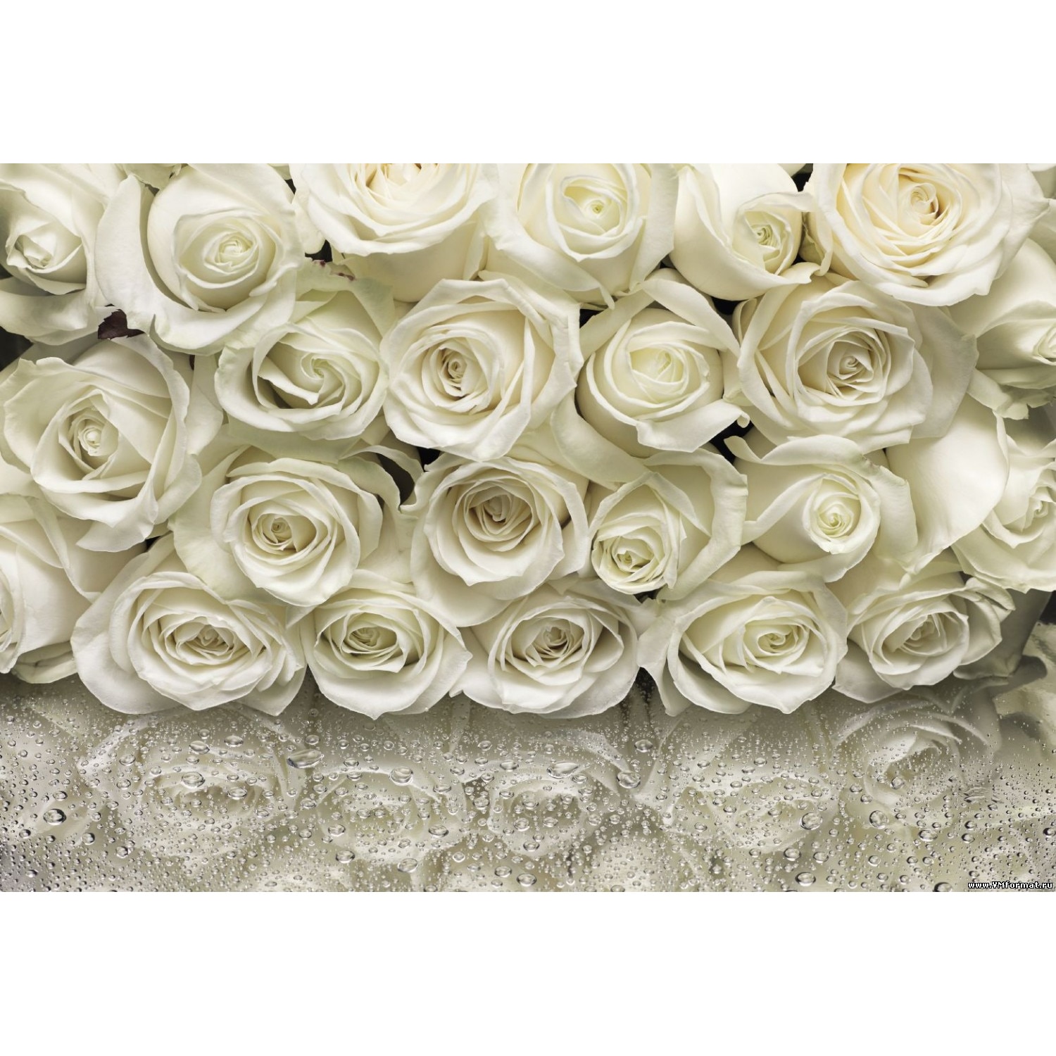Fototapet floral cu trandafiri, hartie, semilavabil, cod 8-314 alb 368cm X 254cm