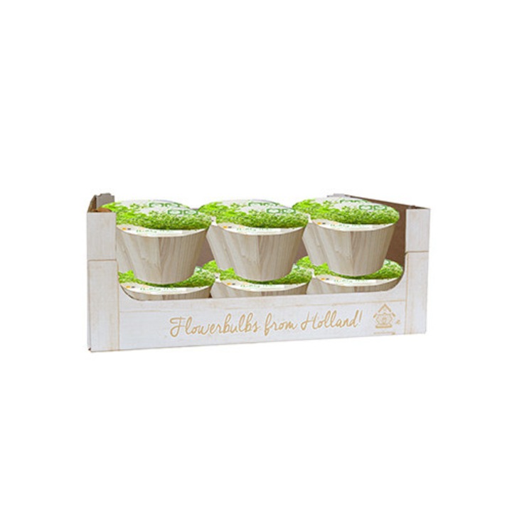 Busuioc, set de plante aromatice bio pentru interior, 200 gr