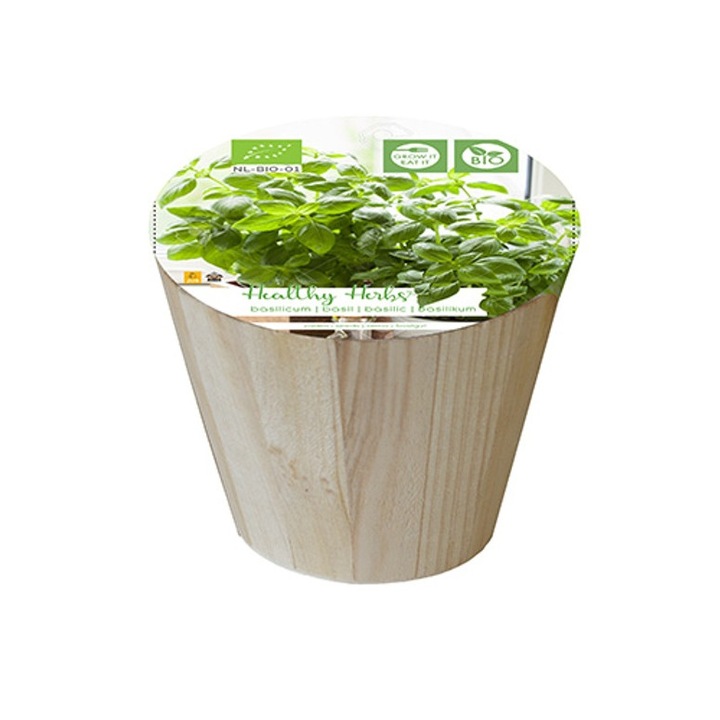 Busuioc, set de plante aromatice bio pentru interior, 200 gr