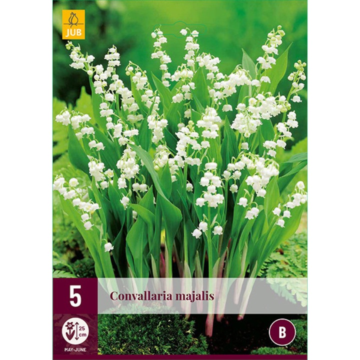 Lacramioare Convallaria Majalis, Jub Holland, Rizomi de radacina, 5 buc