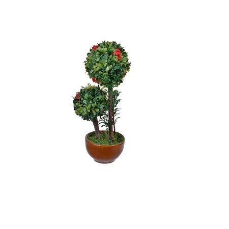 Ghiveci Maro Zola Cu Flori Bonsai 18 Cm Emag Ro