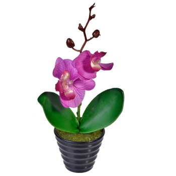 Cauți Orhidee Neagra Planta Alege Din Oferta Emag Ro