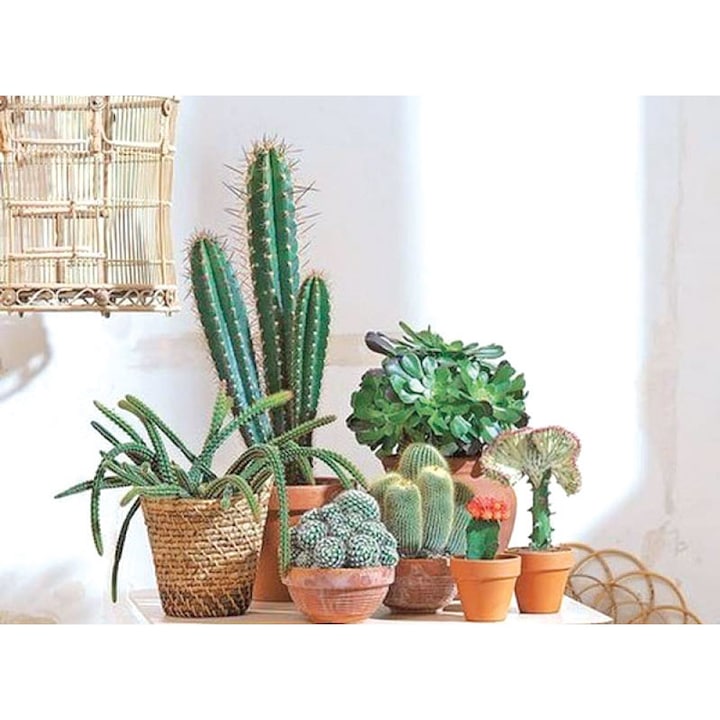 Set 3 cactusi de apartament diferiti (diametru ghiveci 12 cm)