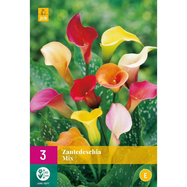 Cala Zantedeschia virágmag keverék, gyökérvágás, Hollandia, 3 db