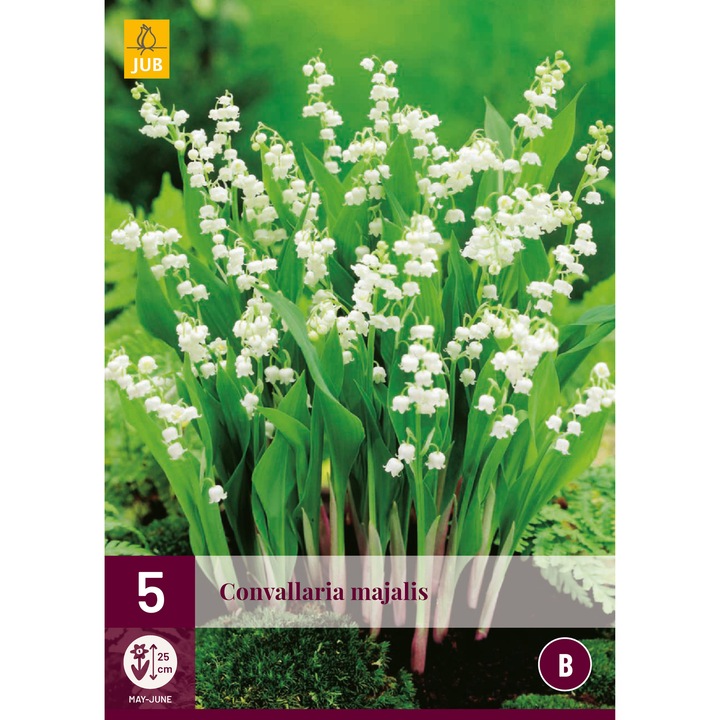 Gyöngyvirág Convallaria Majalis, Jub Holland, palánták, 5 darab