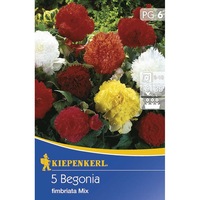 begonia fimbriata mix 5 bulbi imagen 50_0_
0