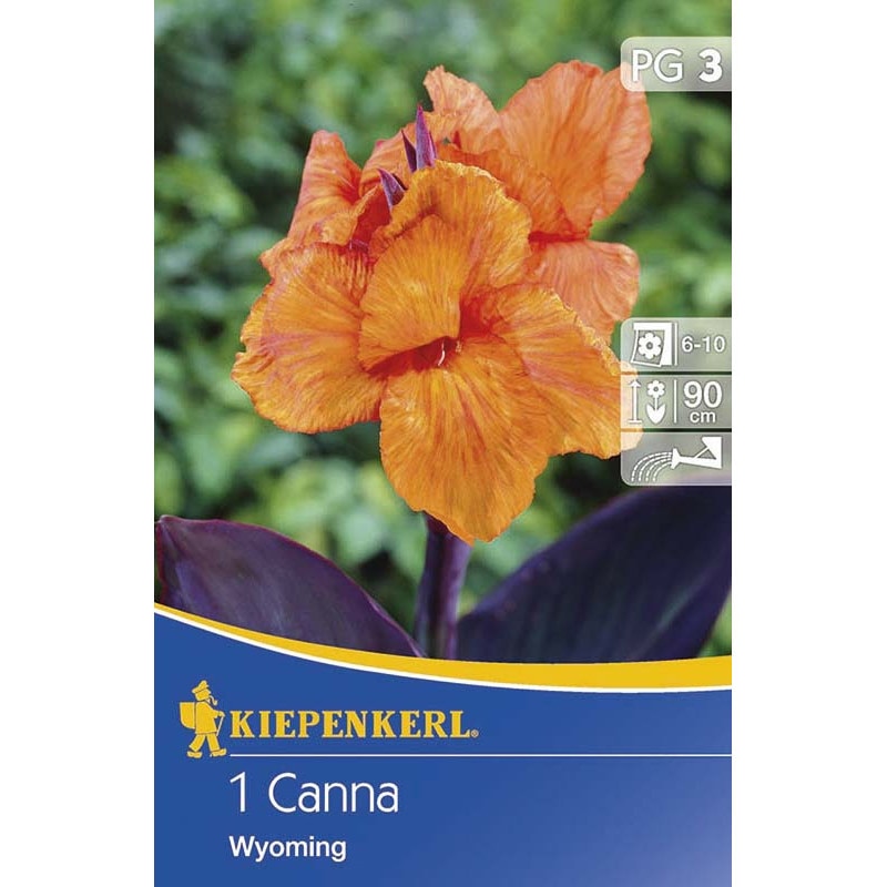 Canna Indica Wyoming Orange, 1 Bulb - EMAG.ro