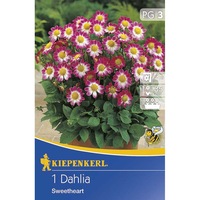 dahlia sweetheart 1 radacina imagen 38_0_
0