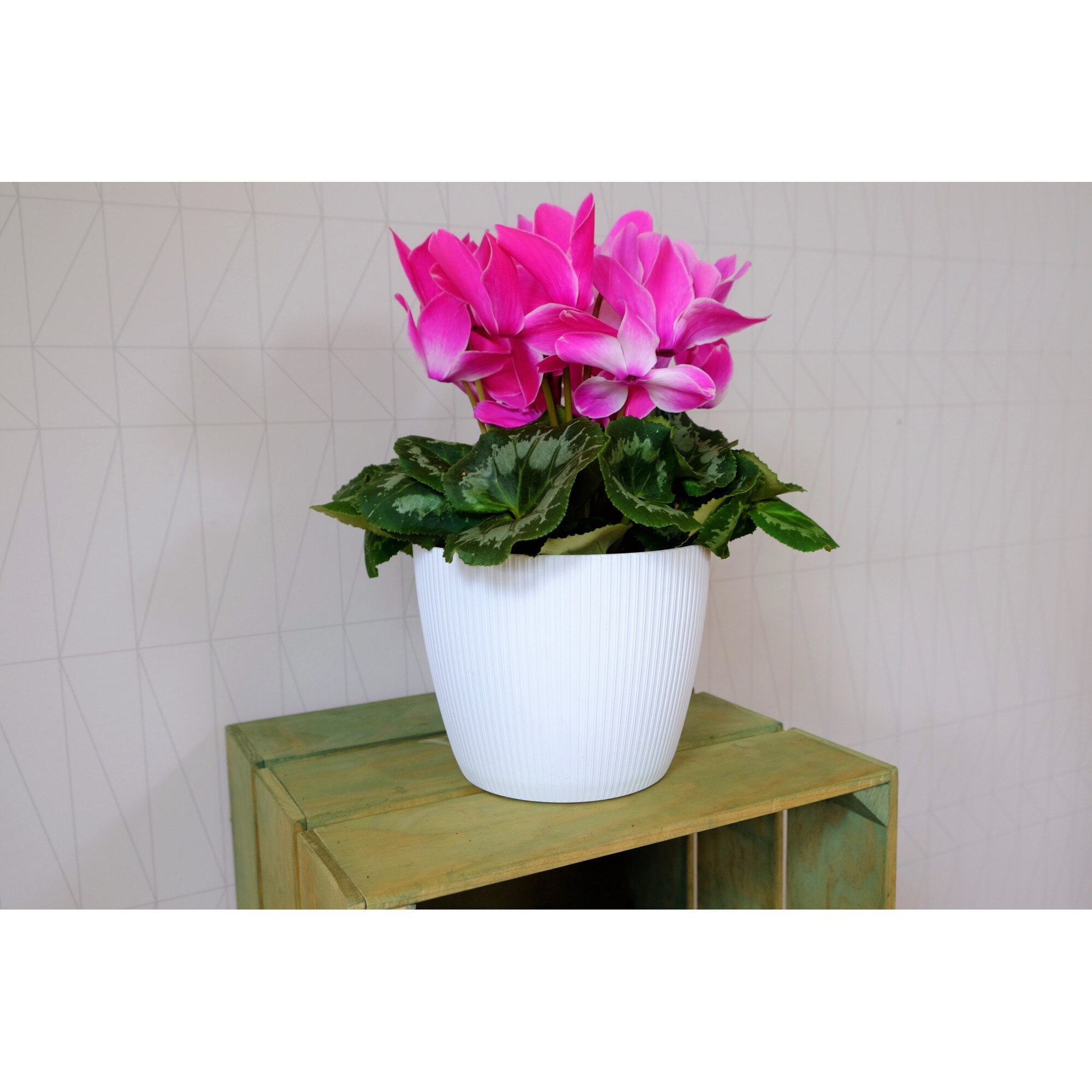 Ghiveci Luxury Garden Magnolia Jumper 160 cu tava Alb 752-05 - eMAG.ro