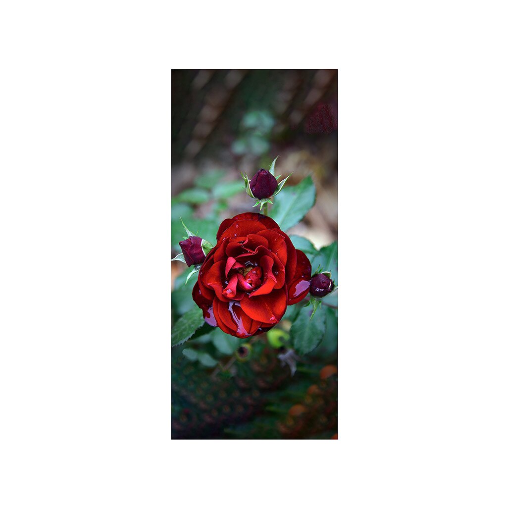 Autocolant usa Trandafir rosu, Folina, floral, 92x205 cm