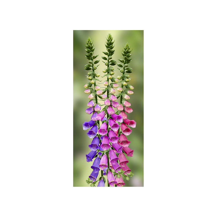 Autocolant usa Clopotei mov, Folina, floral, 92x205 cm