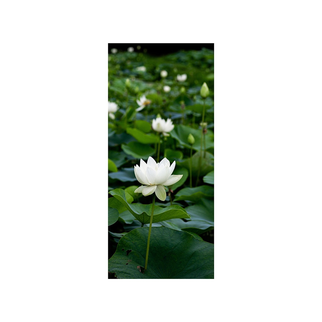 Autocolant usa Nufar, Folina, verde, 92x205 cm