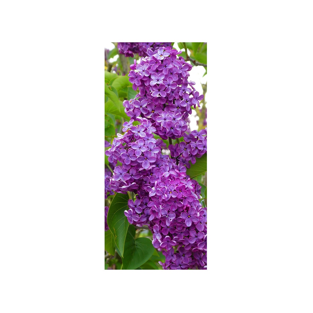 Autocolant usa Liliac mov, Folina, floral, 92x205 cm