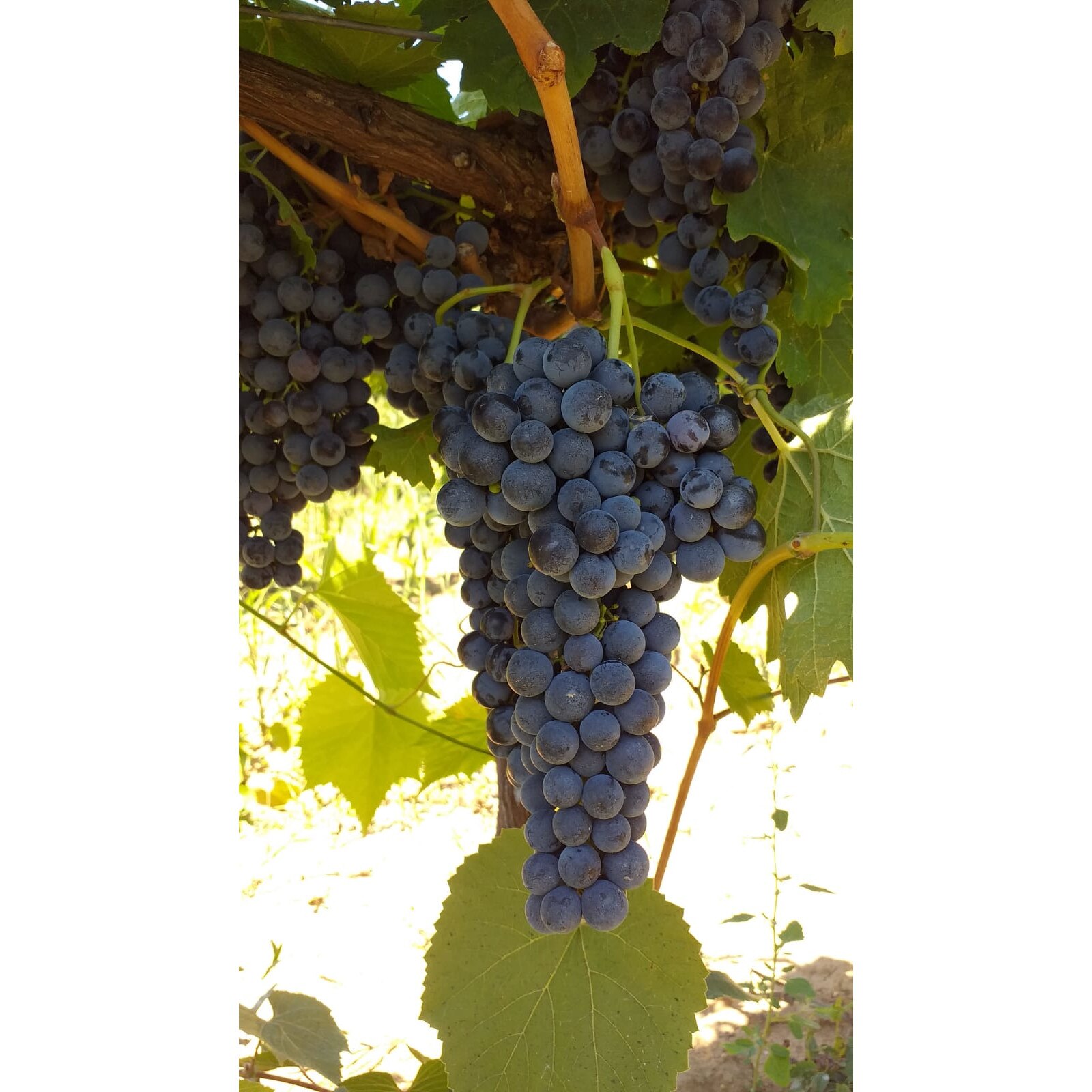 Vin Dascalu Vin Rosu Demisec, Domeniile Dascalu, 2018, Merlot, D.O.C.-Vinju Mare ...