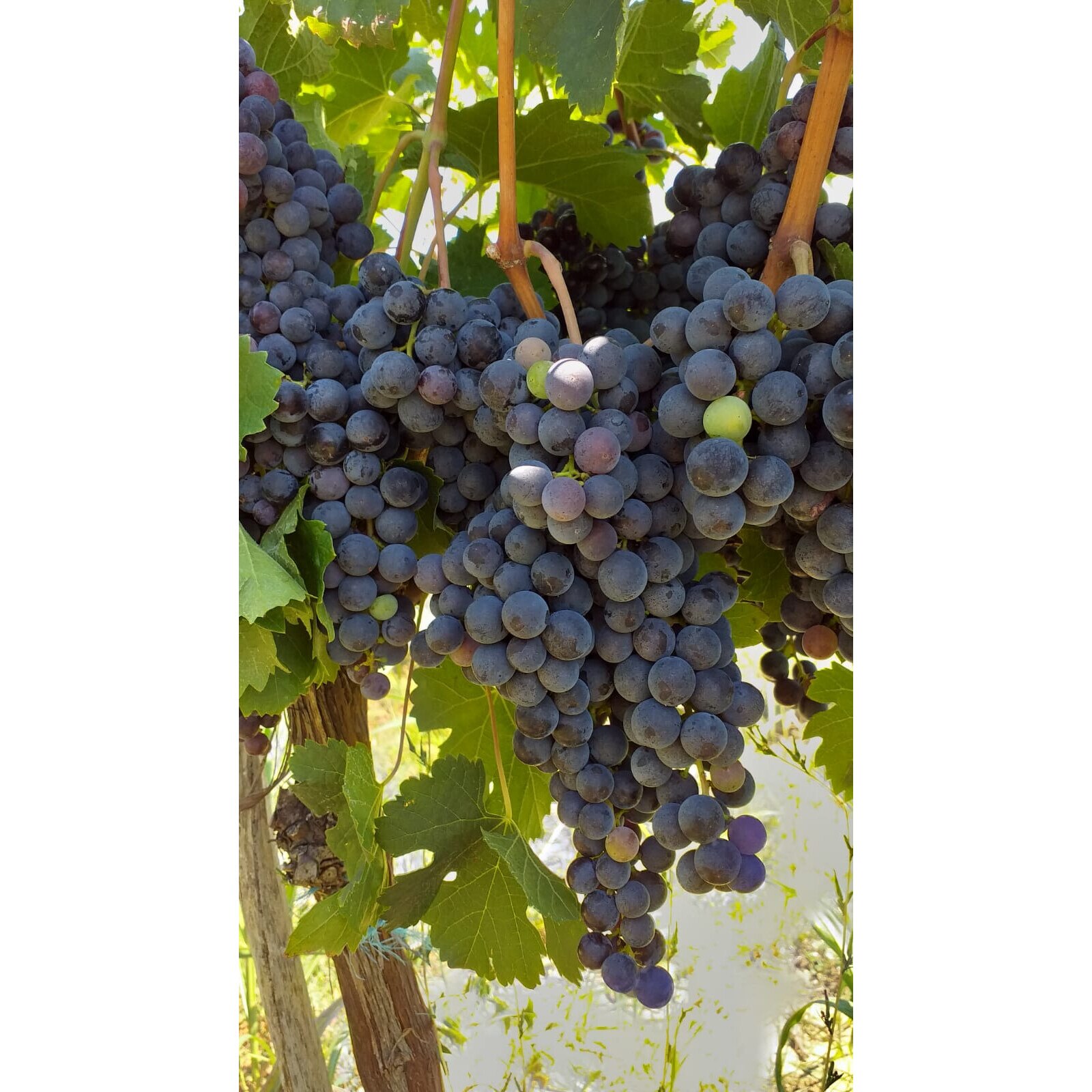 Vin Dascalu Vin Rosu Demisec, Domeniile Dascalu, 2018, Merlot, D.O.C.-Vinju Mare ...