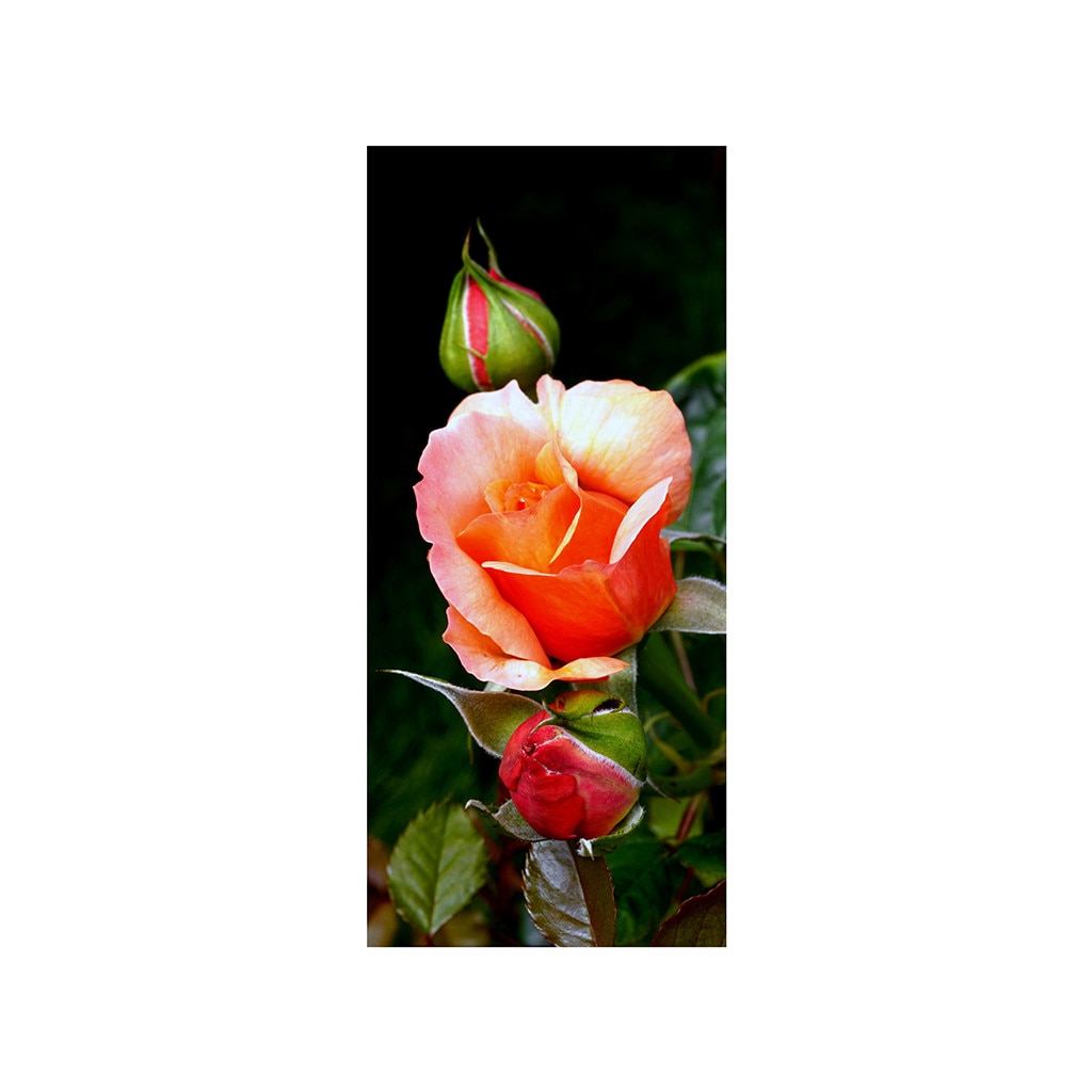 Autocolant usa Trandafir cu boboci, Folina, 92x205 cm