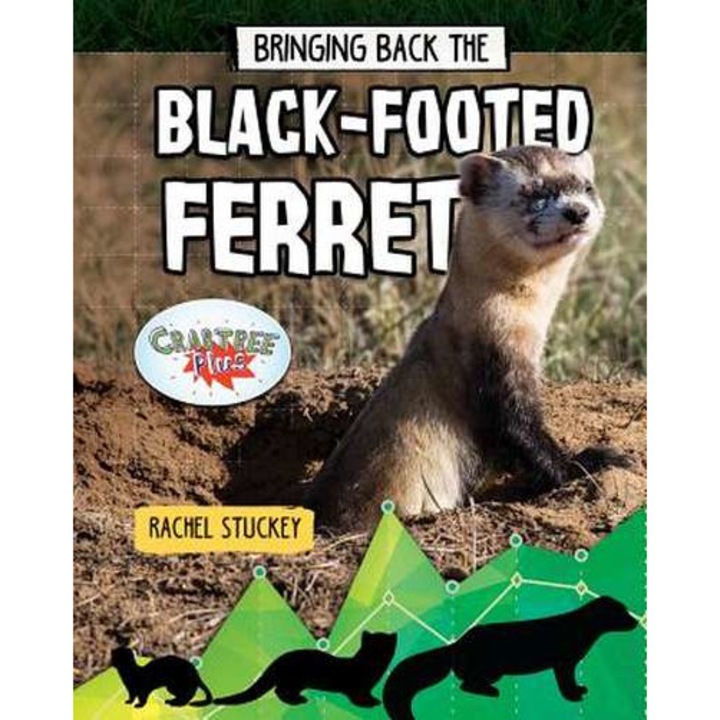 Bringing Back the Black-Footed Ferret de Rachel Stuckey [Paperback]