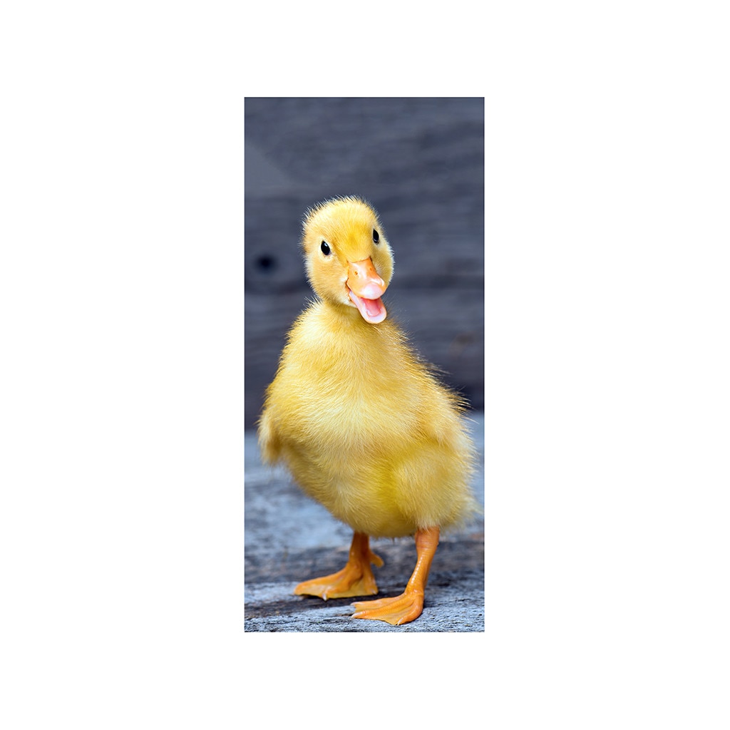 Autocolant usa Boboc de rata, Folina, 92x205 cm