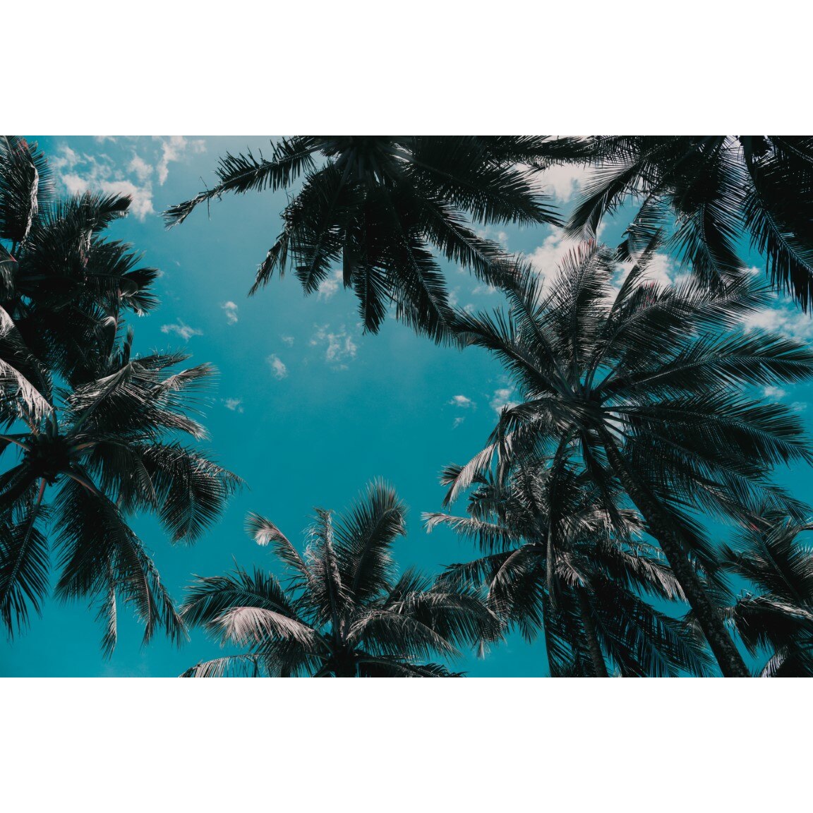 Tablou canvas Palmier31, 105 x 70 cm