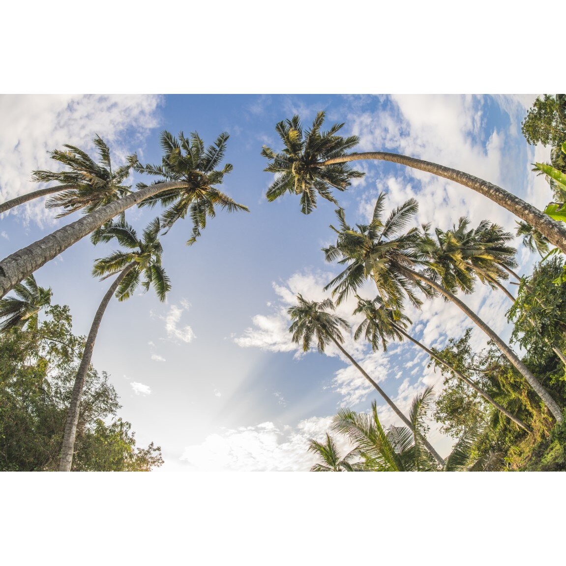 Tablou canvas Palmier1, 75 x 50 cm