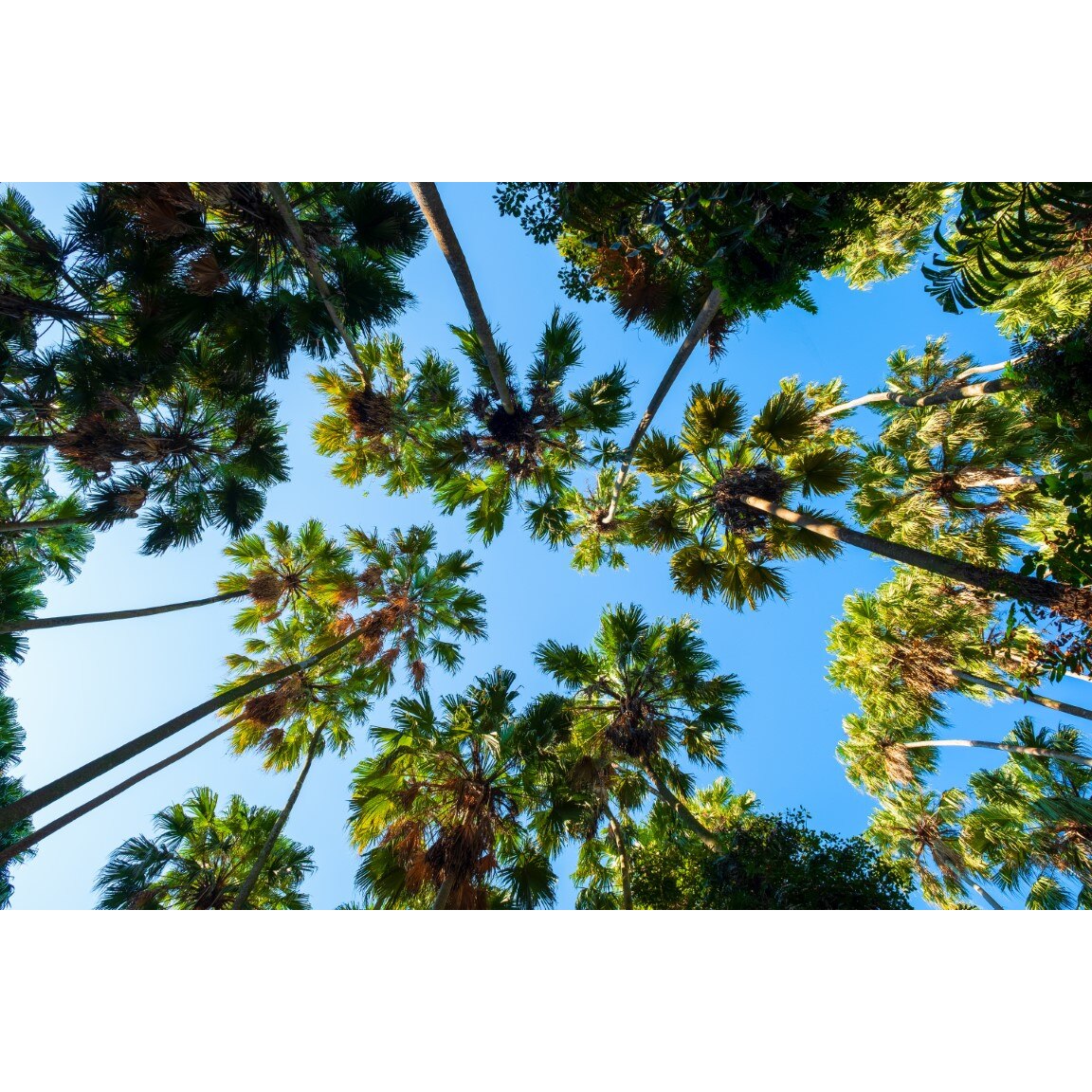 Tablou canvas Palmier25, 105 x 70 cm