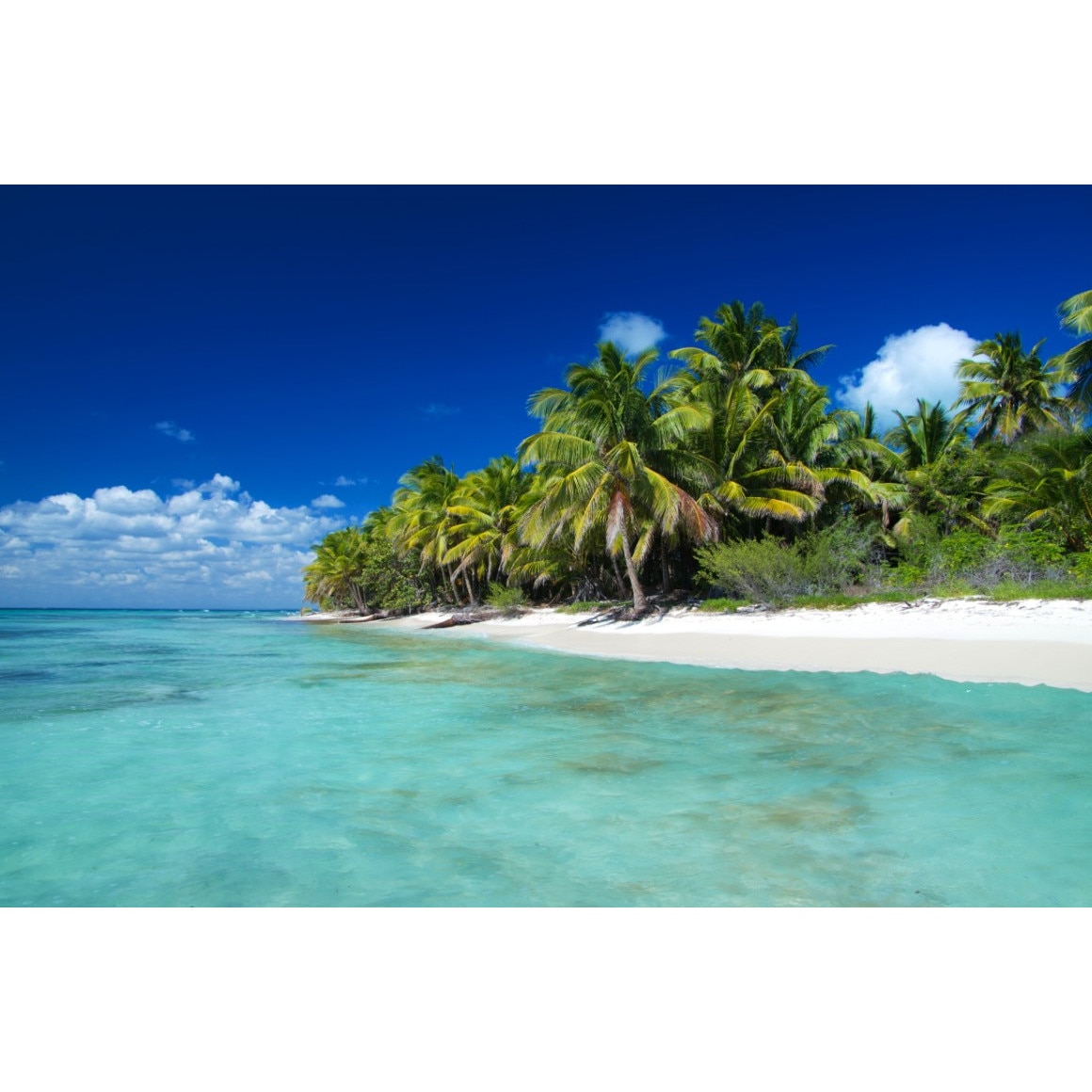 Tablou canvas Palmier29, 45 x 30 cm