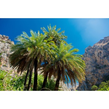 Autocolant Palmieri30, 220 x 135 cm Autocolant Palmieri30, 220 x 135 cm