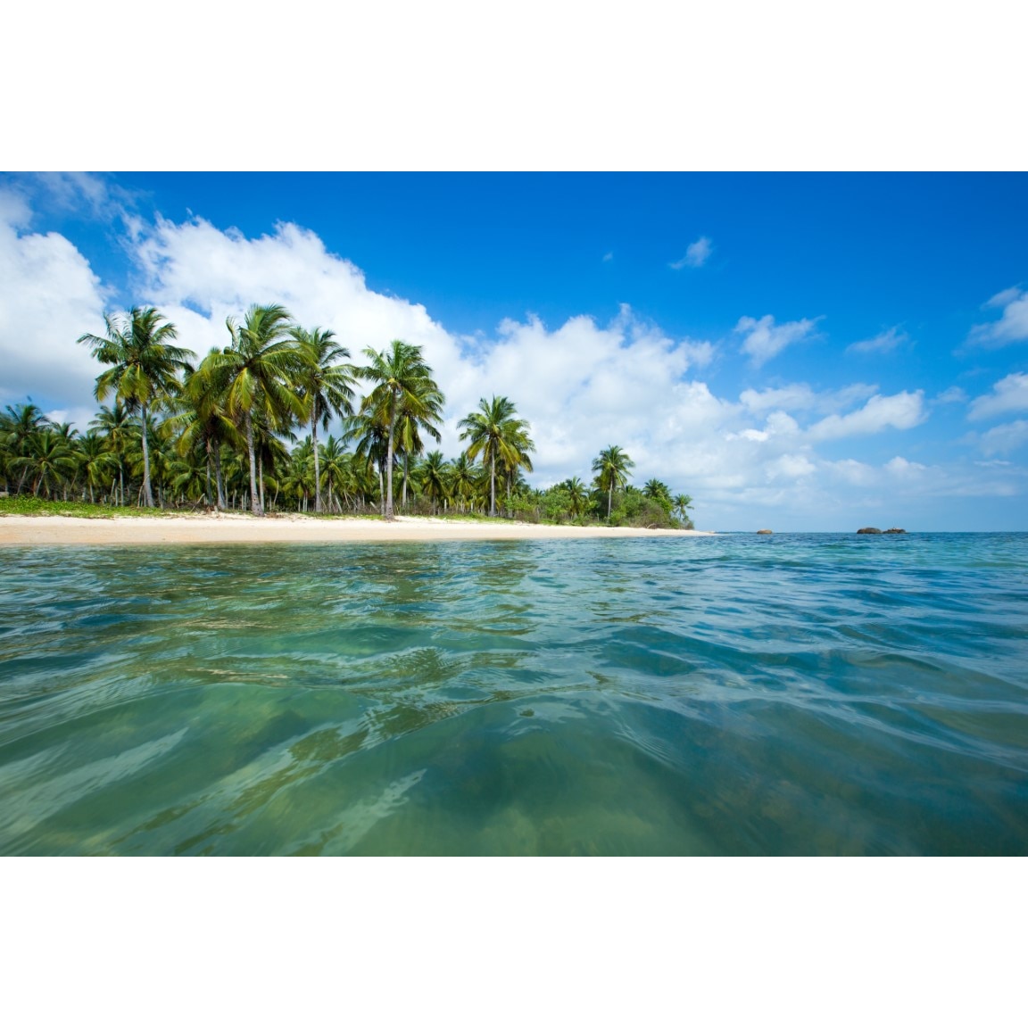 Tablou canvas Palmier28, 105 x 70 cm