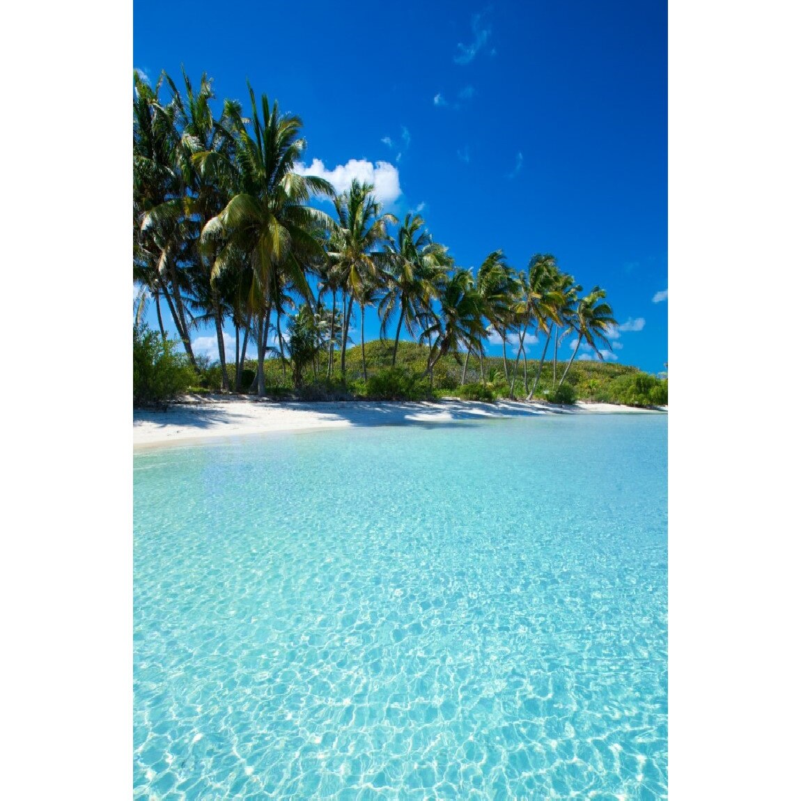 Tablou canvas Palmier33, 70 x 105 cm