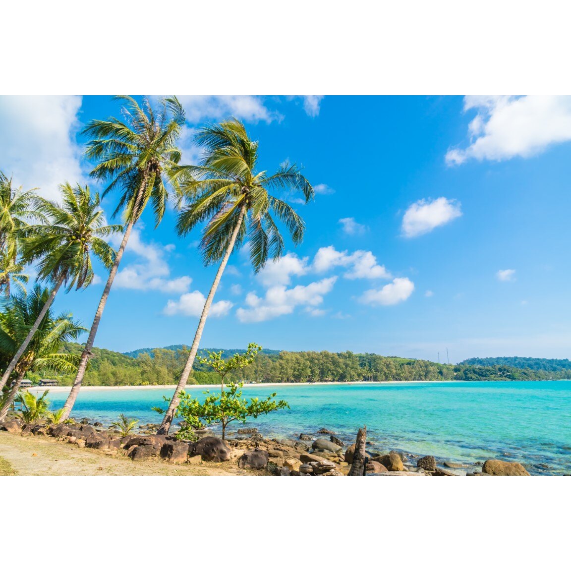 Tablou canvas Palmier39, 60 x 40 cm